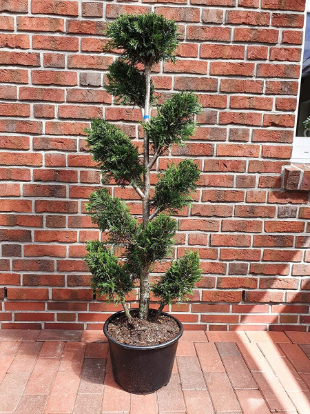 Leyland-Zypresse, Gartenbonsai (Höhe: 140-150 cm), Cupressocyparis leylandii