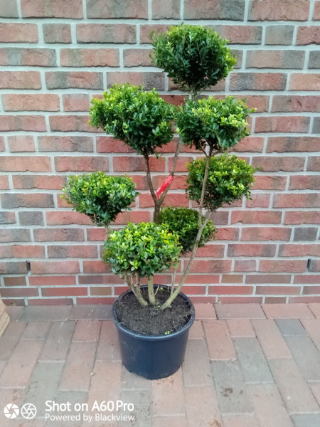 Gartenbonsai / PonPon (Höhe: 130-140 cm) - Ilex crenata 'Glorie Gem'