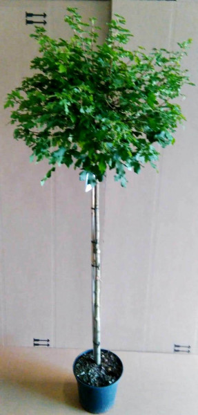 Kugelahorn (Höhe: 180-190 cm), Feldahorn, Acer campestre Nanum