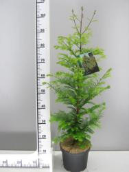 Mammutbaum (Höhe: 100-110 cm), Metasequoia glyptostroboides, Chinesisches Rotholz