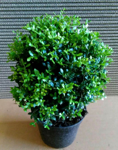 Ilex - Kugel, Ilex crenata Stokes, Alternative zum Buchsbaum, Durchmesser: 20-25 cm