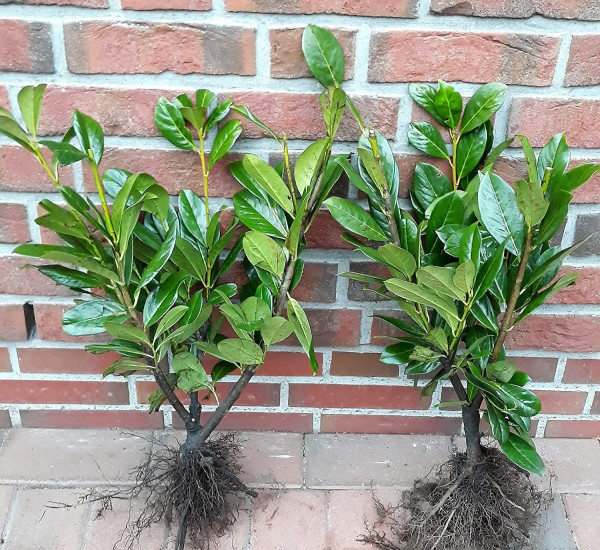 Prunus laurocerasus Novita (Höhe: 50-60 cm - wurzelnackt), Kirschlorbeer, Heckenpflanzen