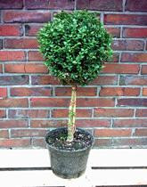 Buchsbaum-Stamm mit Kugel-Krone, Buxus
