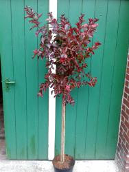Kreppmyrte, Lagerstroemia indica Rhapsody in Pink, Höhe: 120-130 cm inkl. Topf