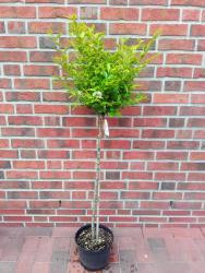 Goldliguster-Stämmchen, Ligustrum ovalifolium Aureum