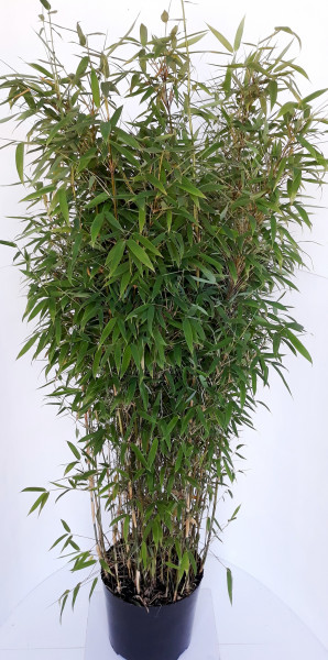 Fargesia robusta 'Campbell' (Höhe: 180-190 cm / Topfvolumen: 10 Liter), Gartenbambus