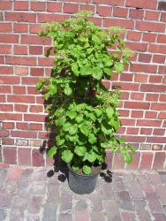 Kletterhortensie - Hydrangea petiolaris (Höhe: 150-160 cm)