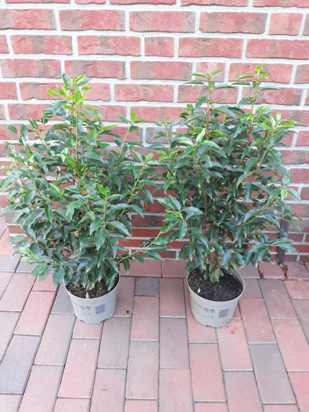 Lorbeerkirsche (Höhe: 120-140 cm / Topfvolumen: 7,5 Liter) - Prunus lusitanica Angustifolia
