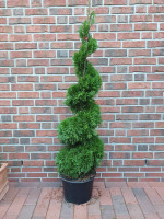 Edelthuja Spirale (Höhe: 150-160 cm) - Thuja occidentalis Smaragd Edelthuja Spirale (Höhe: 150-160 cm) - Thuja occidentalis Smaragd