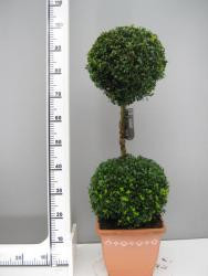 Buchsbaum - 2er Kugel, Buxus sempervirens (Höhe: 110-120 cm)