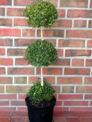 Buchsbaum - 3er Kugel (Höhe: 100-110 cm), Buxus sempervirens