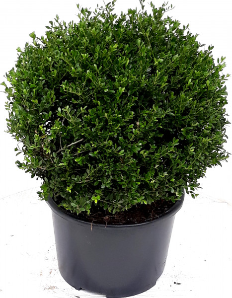 Ilex - Kugel, Ilex crenata Glorie Gem, Durchmesser: 30-35 cm, Alternative zum Buchsbaum