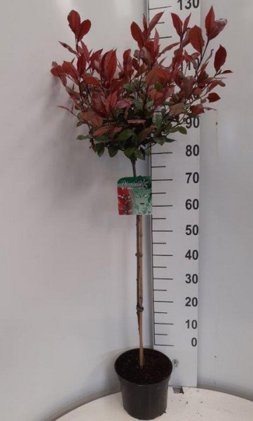 Glanzmispel-Stamm (Höhe: 120-130 cm), Photinia fraseri 'Little Red Robin'