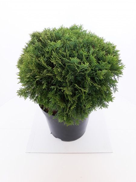 Zwergiger Kugel-Lebensbaum 'Danica' - Thuja occidentalis Danica - Durchmesser: 30 cm