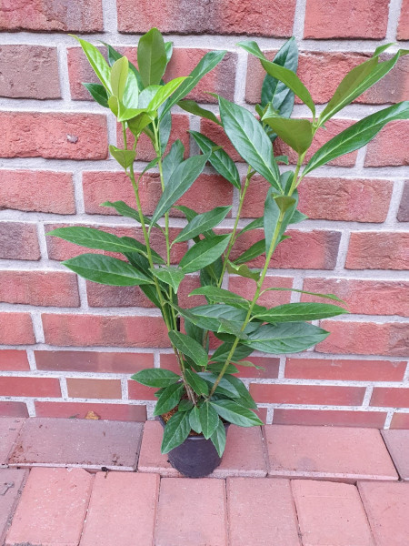 Prunus laurocerasus 'Caucasica' (Höhe: 70-80 cm - wurzelnackt), großblättriger Kirschlorbeer, Hecken