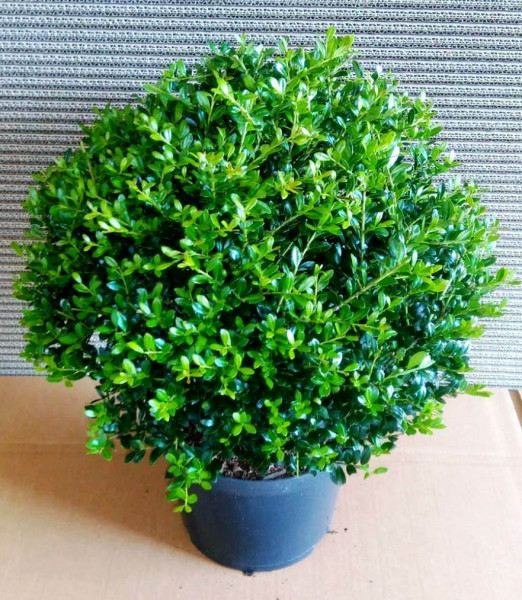 Ilex - Kugel (Durchmesser: 30-35 cm), Ilex crenata Stokes, Alternative zum Buchsbaum