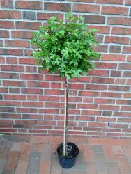 Kugel-Sumpfeiche, Quercus Green Dwarf (Höhe: 250 cm / Sth. 180 cm) + Dünger