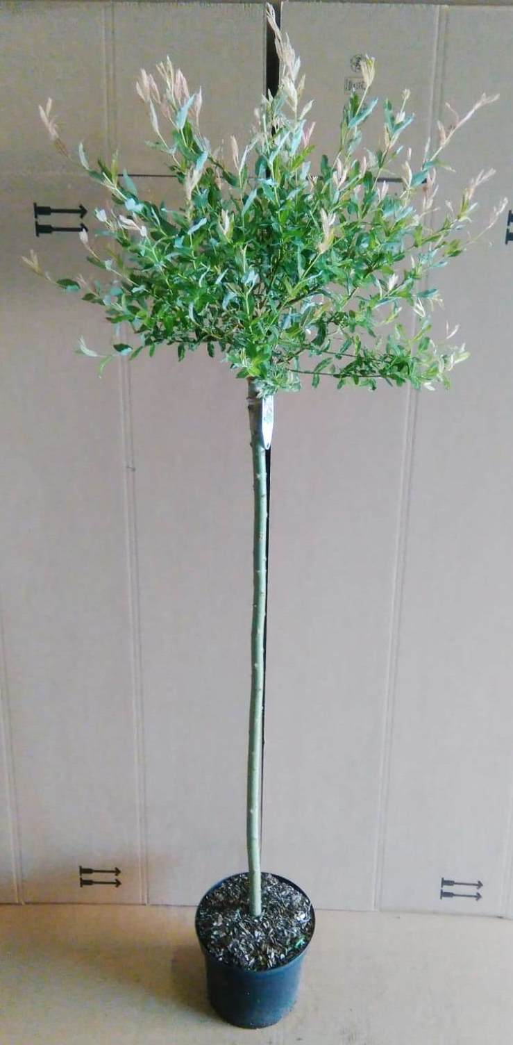 Harlekinweide, Salix integra Hakuro Nishiki, Höhe: 170-180 cm, Stammhöhe:  120 cm | Pflanzen Böring