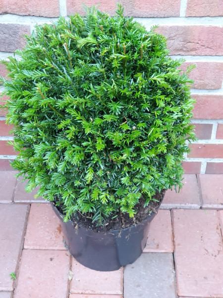 Heimische Eibe - Kugel, Taxus baccata (Durchmesser: 35-40 cm)