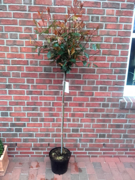 Glanzmispel-Stamm (Höhe: 150-160 cm), Photinia fraseri 'Little Red Robin'