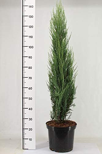 Blauer Raketenwacholder (Höhe: 150-160 cm), Juniperus scopulorum Blue Arrow