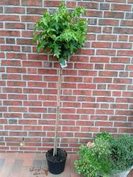 Amberbaum, Liquidambar styraciflua Gumball, Höhe 250 cm (Stammhöhe