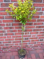 Goldliguster-Stämmchen, Ligustrum ovalifolium Aureum (Höhe: 180-190 cm)