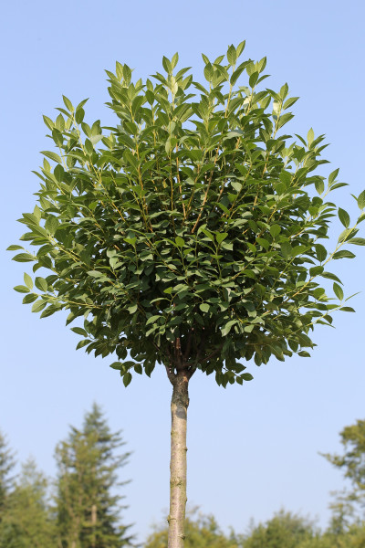 Kugelkirsche-Stämmchen (Höhe: 180-190 cm), Prunus fruticosa Globosa