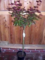 Zwergblutpflaume auf Stamm (Höhe: 160-170 cm), Prunus cistena