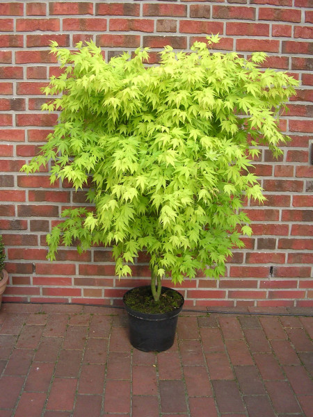 Acer palmatum Orange Dream - Fächerahorn (Höhe: 130-140 cm)