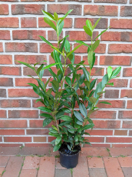 Prunus lauroc. 'Caucasica' (Höhe: 70-80 cm / Topfvolumen: 3 Liter) - großblättriger Kirschlorbeer