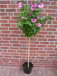 Hibiscus syriacus HamaboStamm, Garteneibisch, Höhe 120130 cm