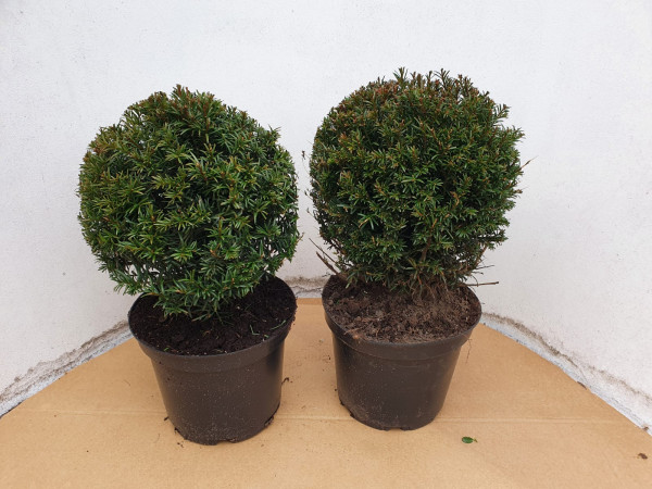 Heimische Eibe - Kugel, Taxus baccata, Durchmesser: 25-30 cm (1 Stück)
