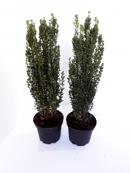 Säulen Ilex (Höhe: 90-100 cm) Ilex crenata 'Fastigiata' (1 Stück!)