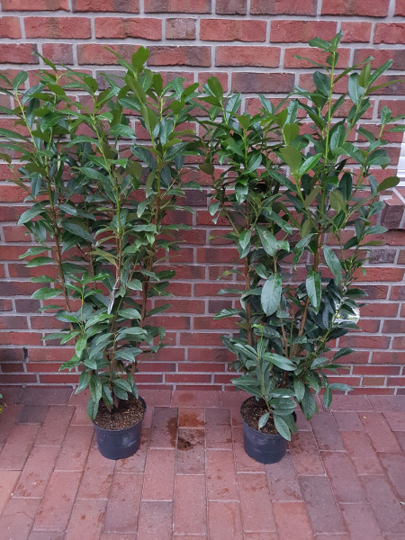Kirschlorbeer (Höhe: 120-140 cm - Topfvolumen: 3 Liter) - Prunus laurocerasus Genolia ®