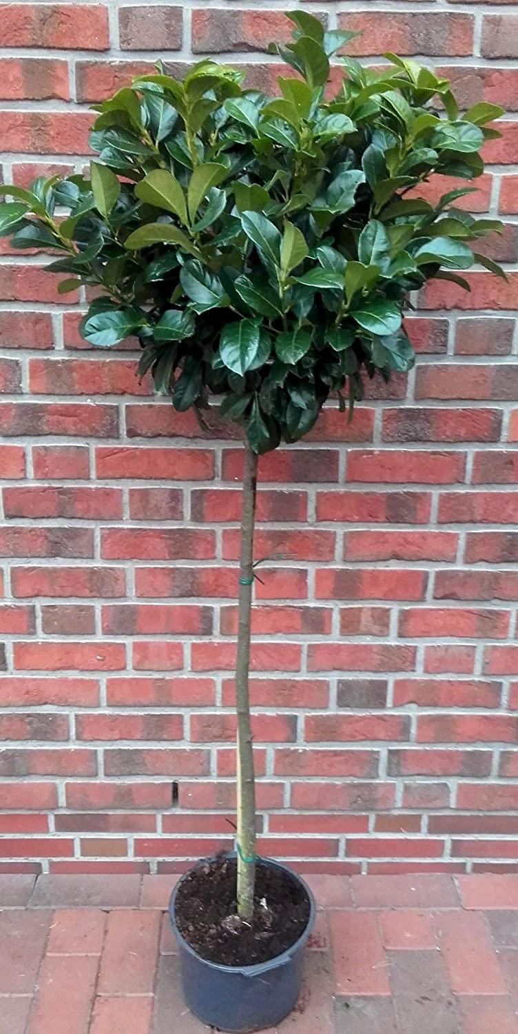 Kirschlorbeer Stämmchen (Höhe 170180 cm) Prunus laurocerasus 'Etna