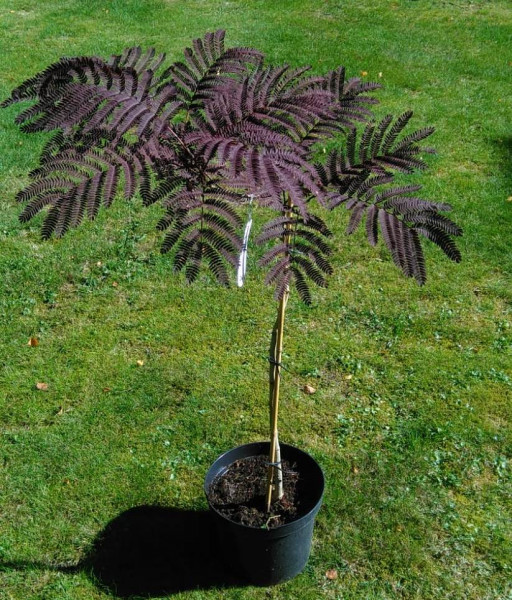 Albizia julibrissin Summer Chocolate, Seidenbaum, Schlafbaum, Seidenakazie, Höhe: 80-90 cm