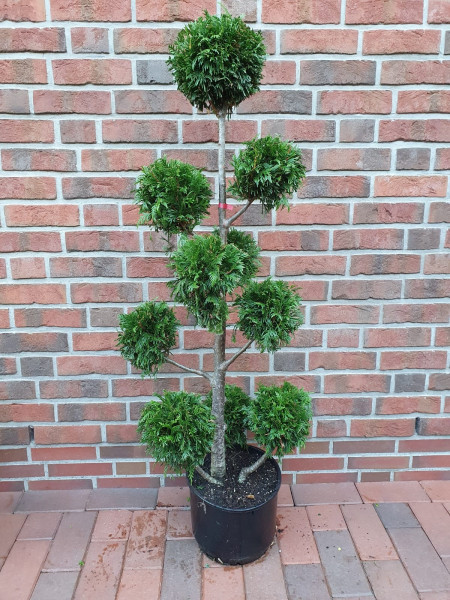 Gartenbonsai / Thuja plicata Martin, mattgrün (Gesamthöhe: 130-140 cm)