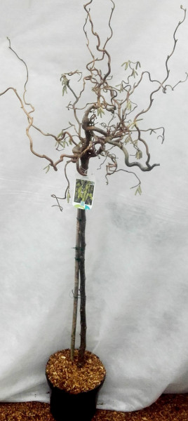 Korkenzieher-Haselnuss - Stämmchen (Höhe: 120-130 cm), Corylus avellana Contorta