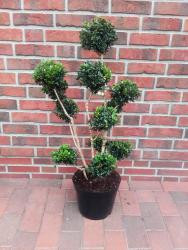 Buchsbaum - Gartenbonsai (Höhe: 100-110 cm), Buxus sempervirens