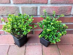 Ilex crenata Glorie Gem, Berg - Ilex, Höhe: 15-20 cm, Alternative Buchsbaum