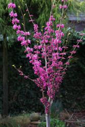 Chinesischer Judasbaum, Cercis chinensis 'Avondale' auf Stamm (Höhe: 120-130 cm inkl. Topf)