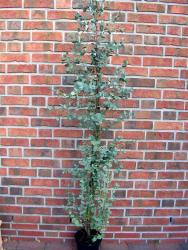 Eukalyptus Busch, Eucalyptus gunnii, Mückenschreck