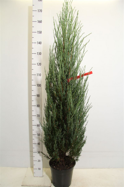 Blauer Raketenwacholder (Höhe: 150-160 cm), Juniperus scopulorum Blue Arrow