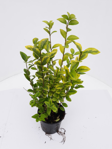 Goldliguster (Höhe: 30-40 cm ab der Topfoberkante / Topfv.: 1,3 Liter), Ligustrum ovalifolium Aureum