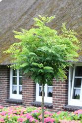 Kugelrobinie (Höhe: 250 cm / Sth. 180 cm, Stämmchen, Akazie, Robinia pseudoacacia Umbraculifera