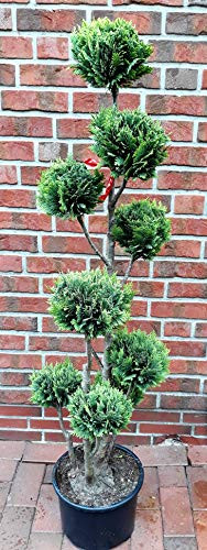 Gartenbonsai (Höhe: 130-140 cm), Chamaecyparis lawsoniana Stardust