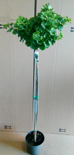 Ginkgo biloba Marieken, Kugeliger Fächerblattbaum (Höhe: 160-170 cm)
