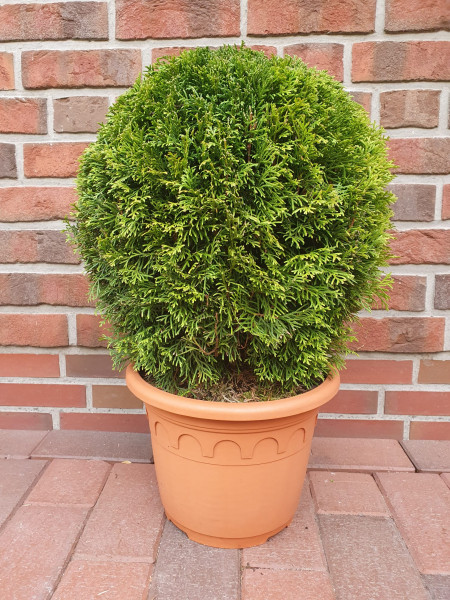 Edelthuja - Kugel (Durchmesser: 40-45 cm) - Thuja occidentalis Smaragd