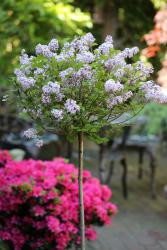 Zwerg - Duftflieder, Stämmchen, Syringa meyeri Palibin (Höhe: 120-130 cm)